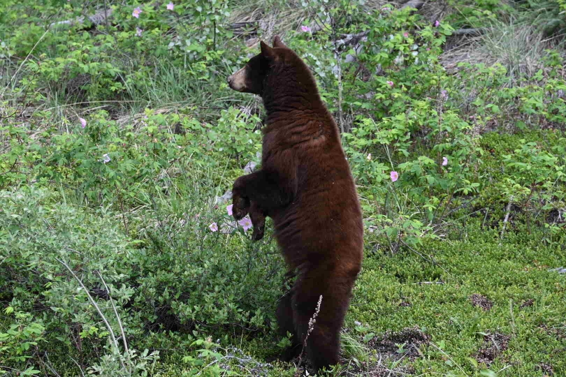 Der Bär zum Aschluss unserer gemeinsamen Reise...