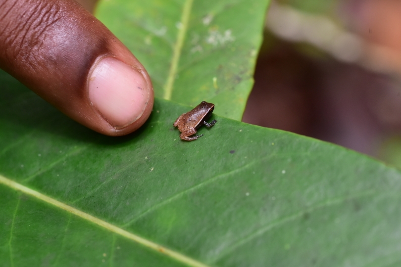 Um den kleinsten Frosch Madagaskars zu finden, muss man schon sehr genau hinschauen. Dieser ist schon erwachsen!