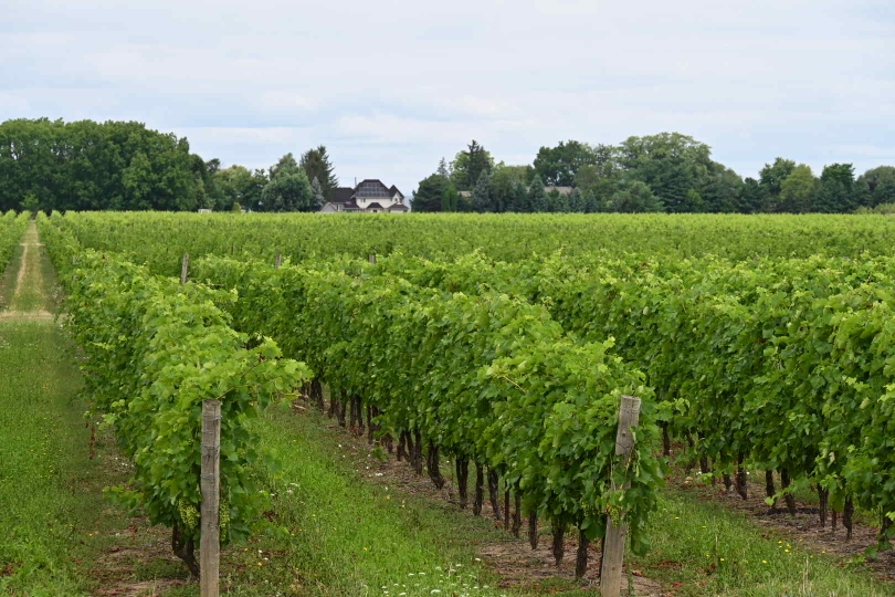 Wein und Obstanbau prägen die Landschaft um die Niagarafälle