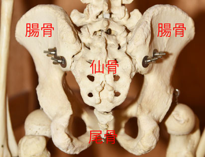 骨盤の模型
