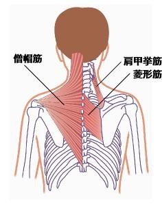 背中の凝りや痛み Gen流院 六本木駅から徒歩3分の整体院 背中の凝りや痛み Gen流院 六本木駅から徒歩3分の整体院