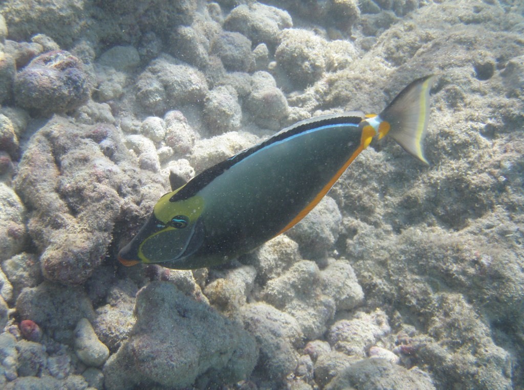 Orange Spine Unicornfish