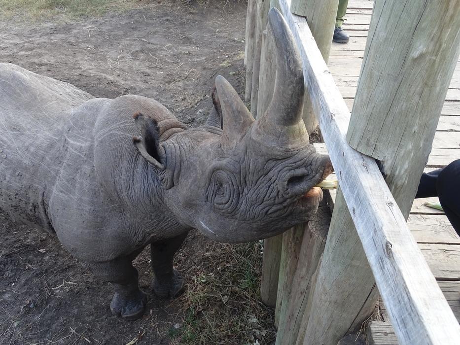 Ol Pejeta Nashorn