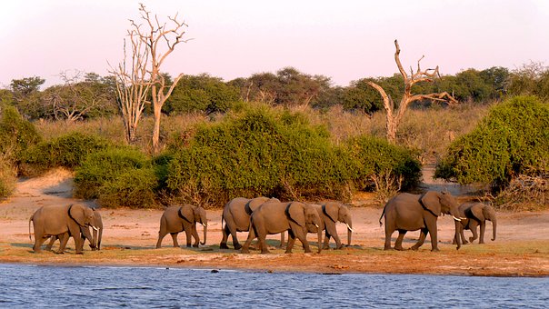 Elefanten Chobe Nationalpark Botswana Safari