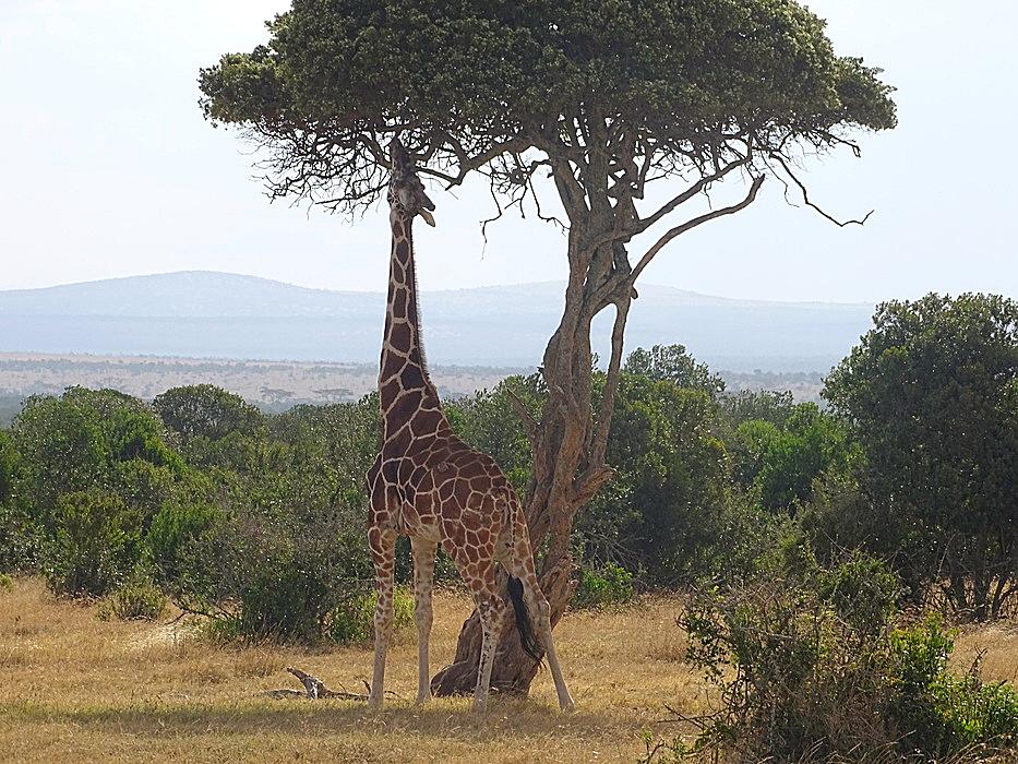 Giraffe Kenia
