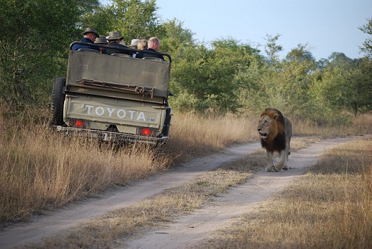 Pirschfahrt auf einer Afrika Safari