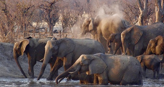 Elefanten auf einer Botswana Safari