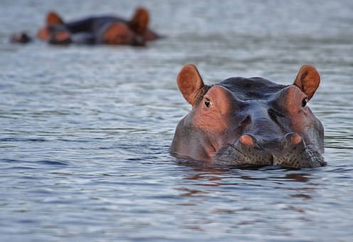 Flusspferde Linyanti Botswana Safari