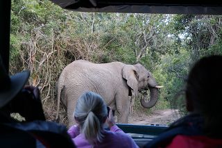 Safari im Sibuya Reservat