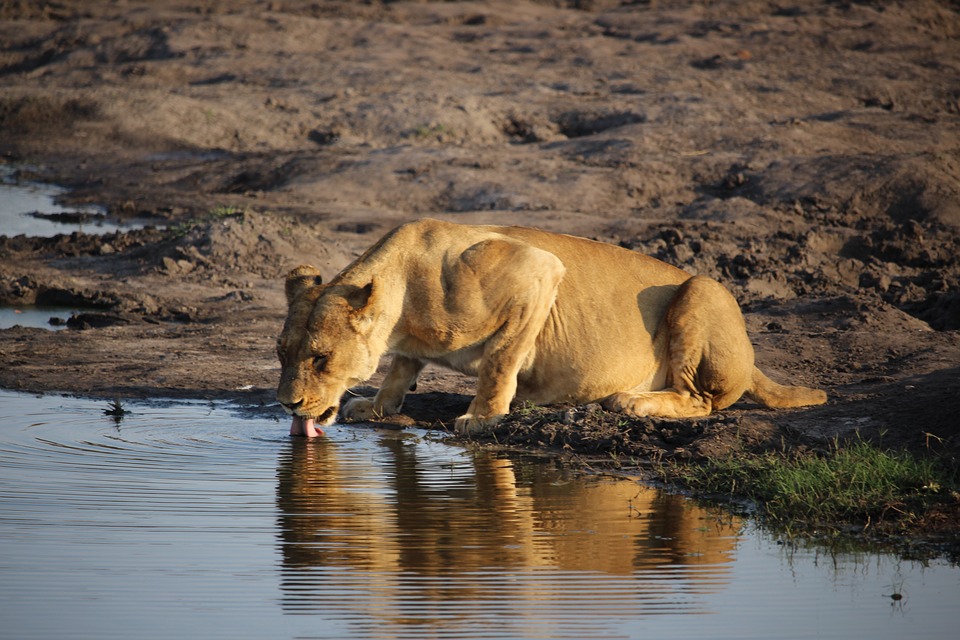 Löwin in Simbabwe