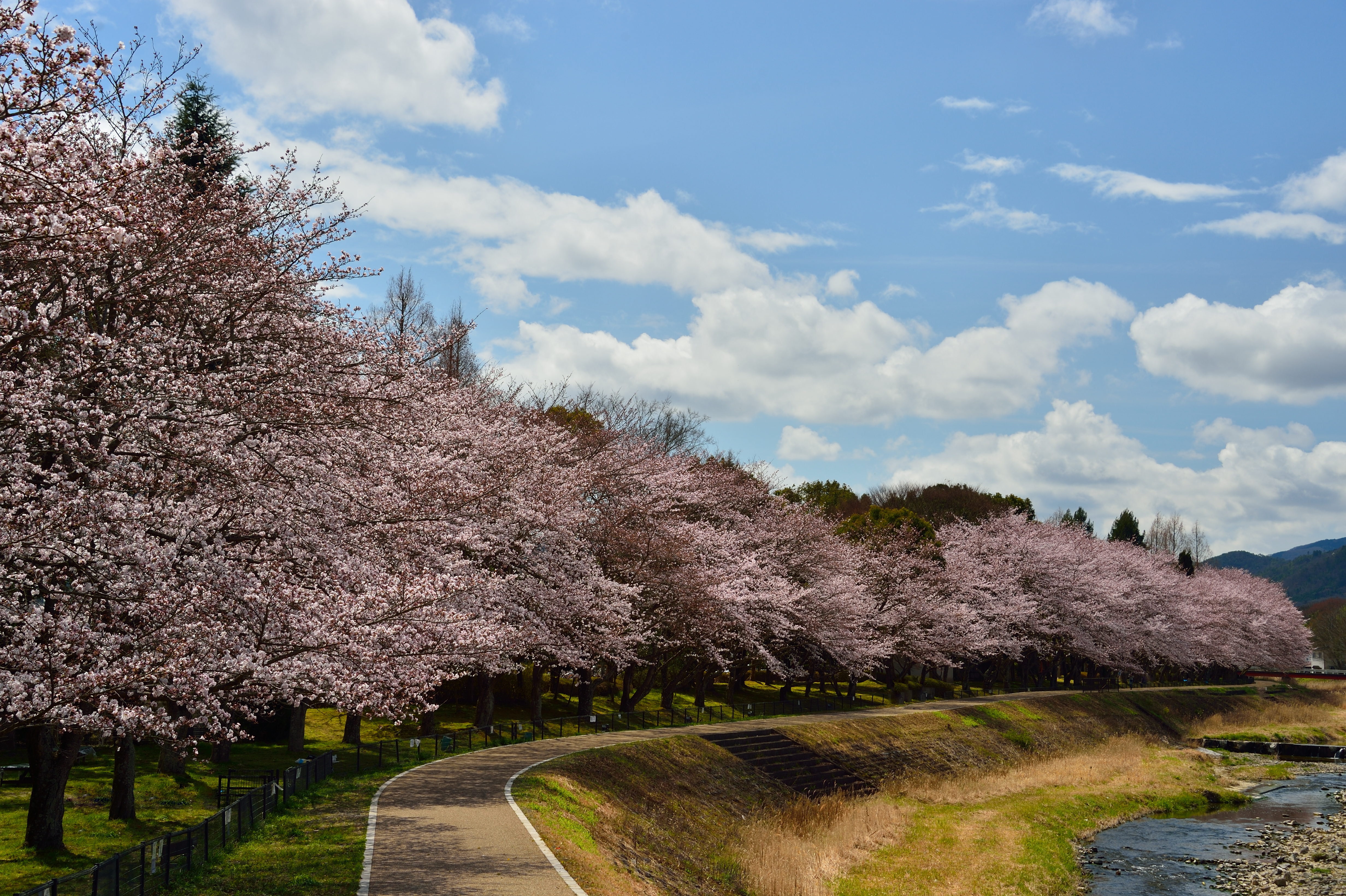 亀岡運動公園犬飼川