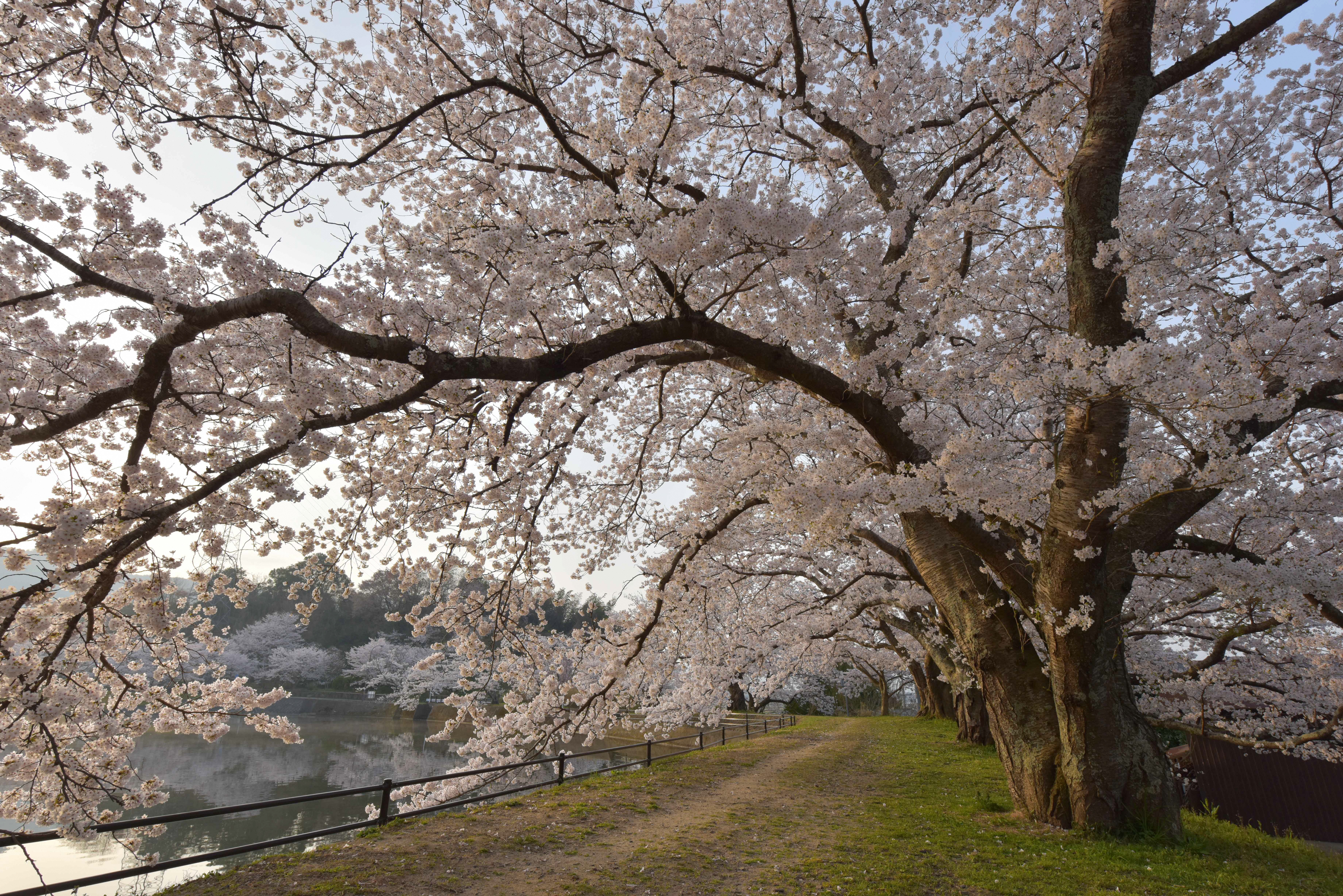 平の沢池（水鳥のみち）