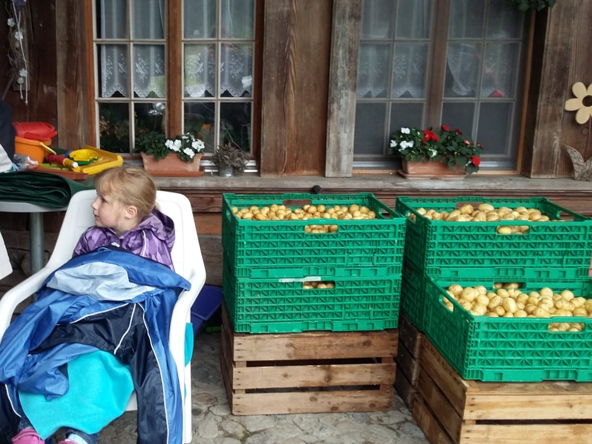 gut bewacht warten die Kartoffeln auf den Abtransport zum Steamen ins Altersheim am Bach in Gerlafingen