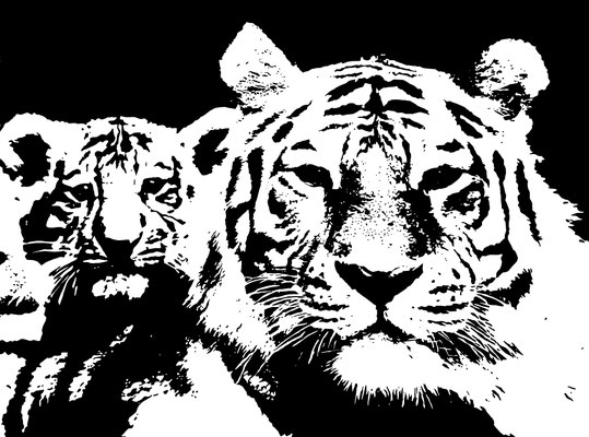 - Tiger familly - 70x50 