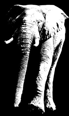 - Elephant en marche - 100x65 