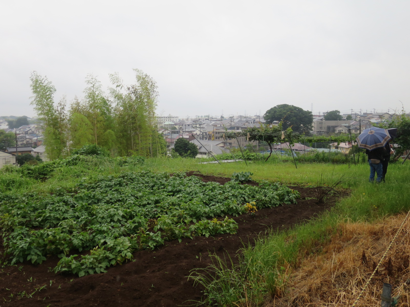 第２８回農家巡りウォーキング ～都市農業の多様な姿を学ぶ～
