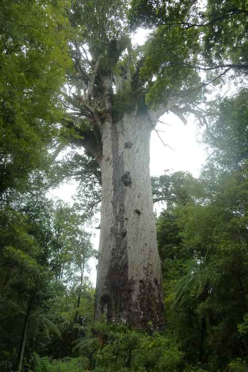 Der Kauri Baum Te Matua Ngahere ("Father of the Forest") mit über 16 m Stammumpfang.