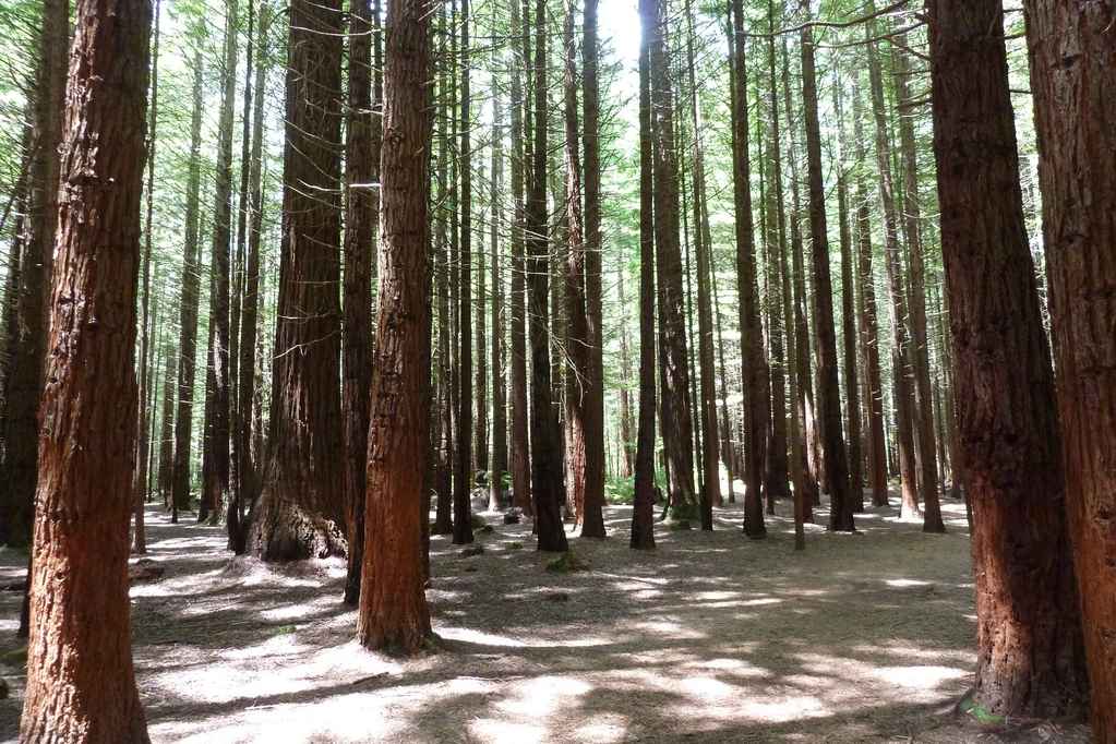Kurzer Abstecher in einen Redwood Forest.