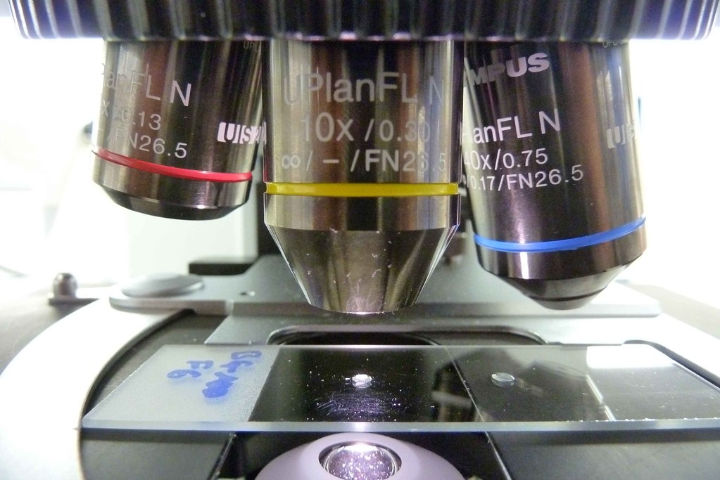polierter Otolith unter dem Microscop