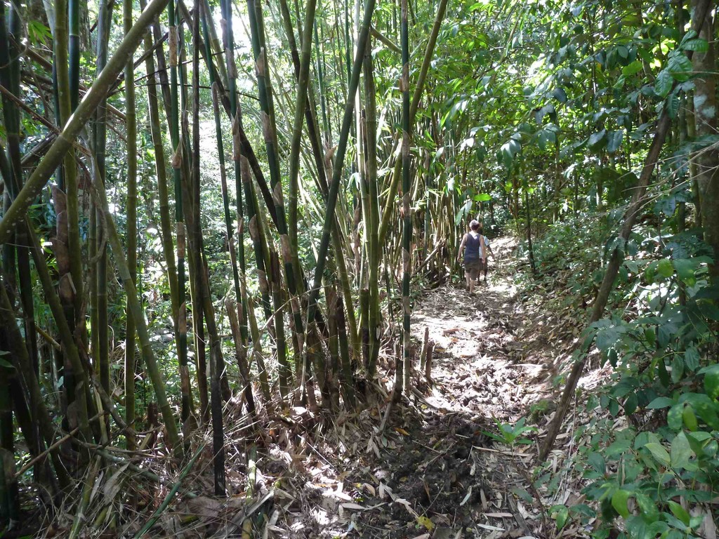 Bambuswälder.