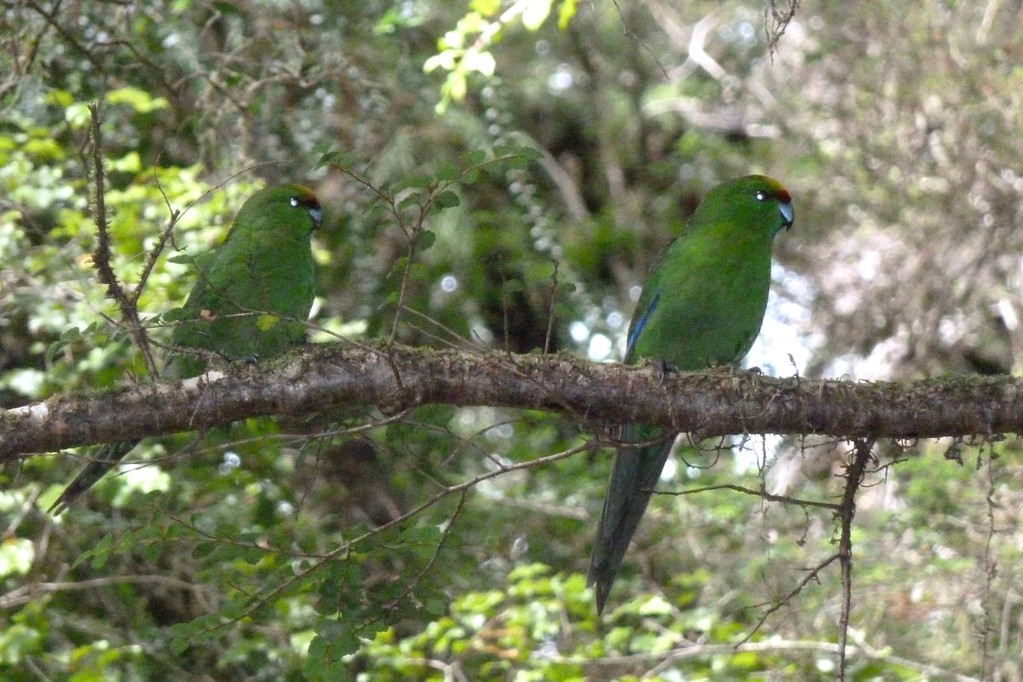 Yellow Crowned Parakeets