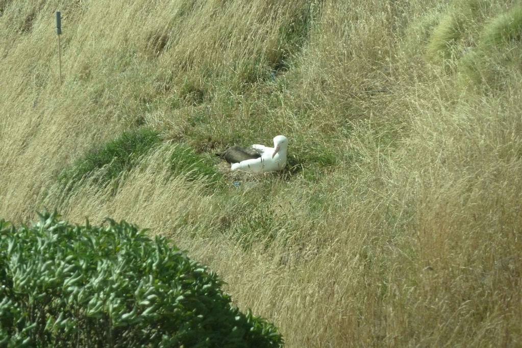 Albatross im Nest
