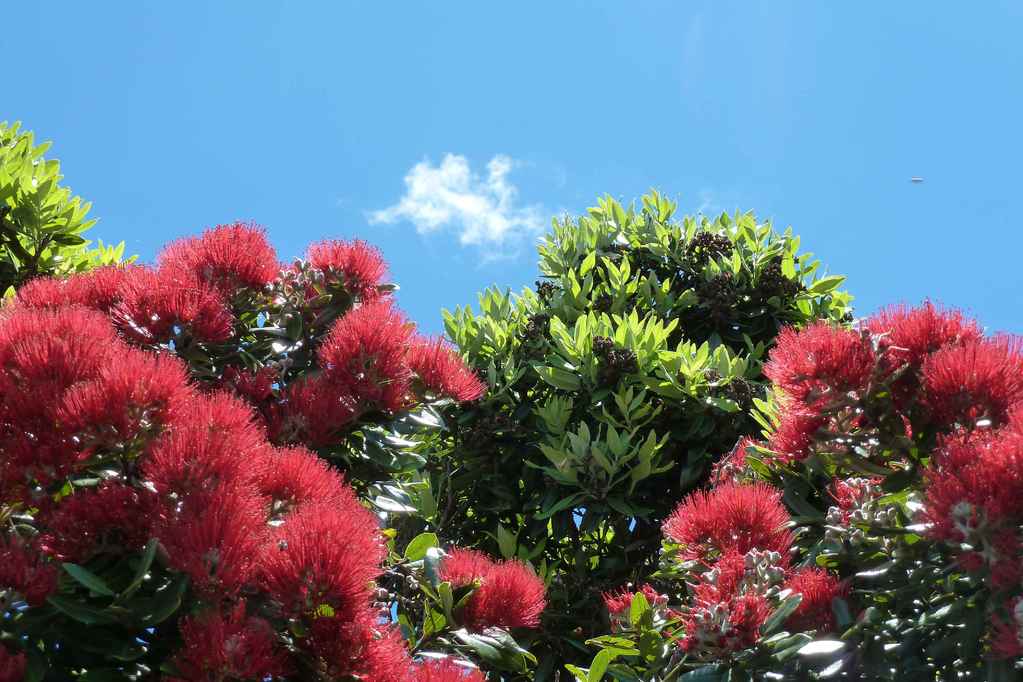 Pohutukawa Bäume in voller Blüte (der "neuseeländische Weihnachtsbaum")