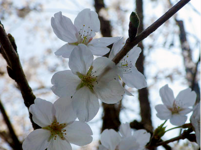 今年も美しい桜が見られました。