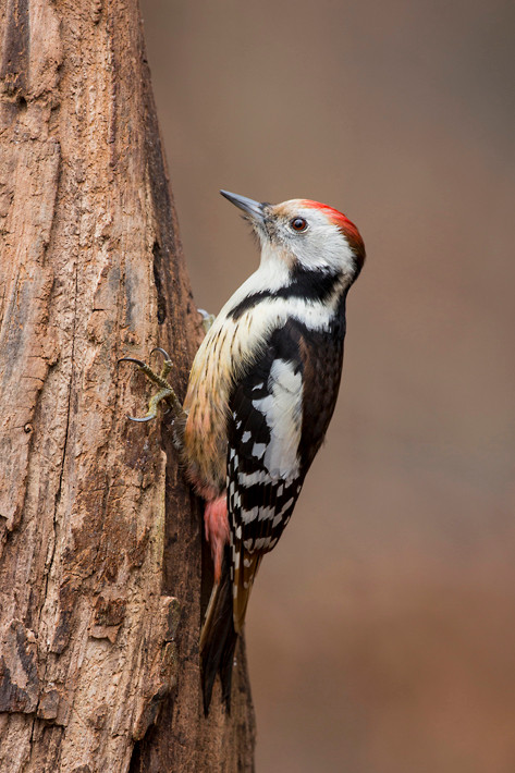 Mittelspecht (Dendrocopos medius)
