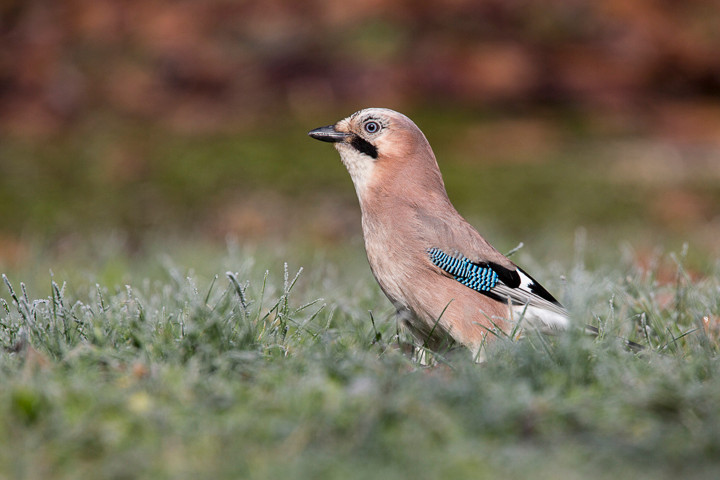Eichelhäher (Garrulus glandarius) im Reif.