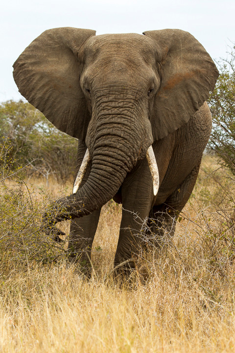 Afrikanischer Elefant / Steppenelefant (Loxodonta africana)