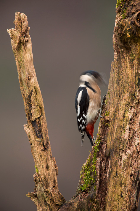 Buntspecht (Dendrocopos major)
