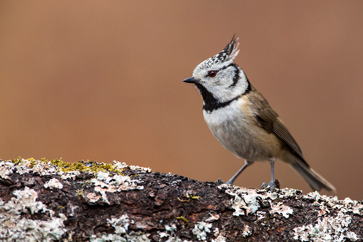 Haubenmeise (Lophophanes cristatus)