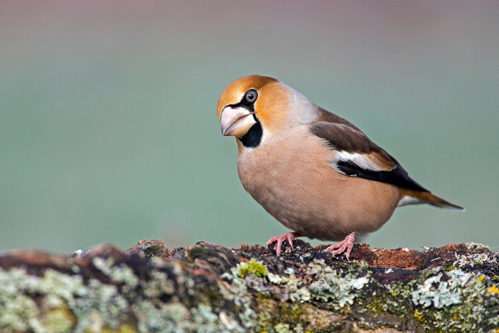 Kernbeißer (Coccothraustes coccothraustes) - der Hintergrund ist eine Wiese mit Rauhreif.