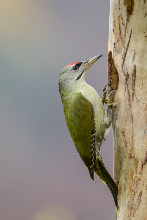 Grauspecht (Picus canus) / Grey-headed Woodpecker