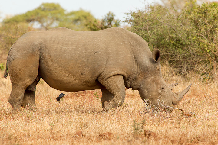Breitmaulnashorn (Ceratotherium simum)