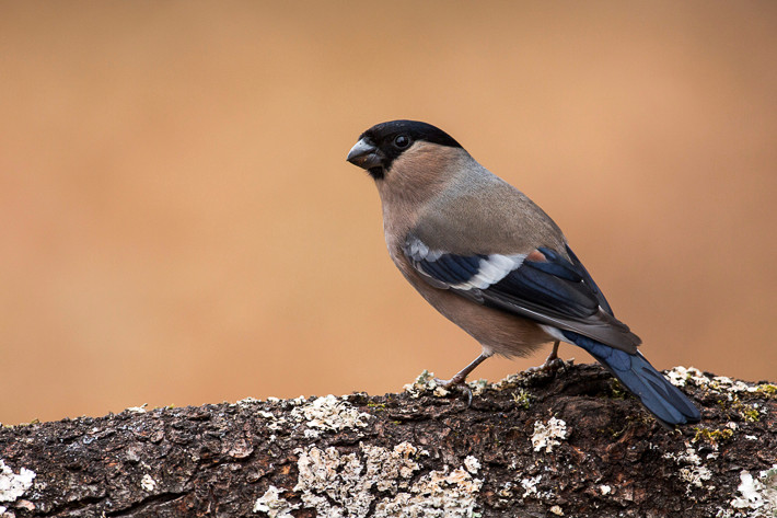 Gimpel (Pyrrhula pyrrhula)