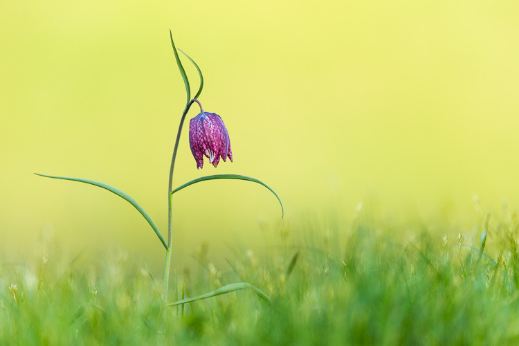 Schachblume, fotografiert am 24. April 2015.