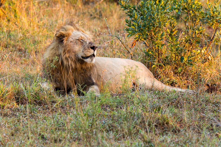 Löwe (Panthera leo)
