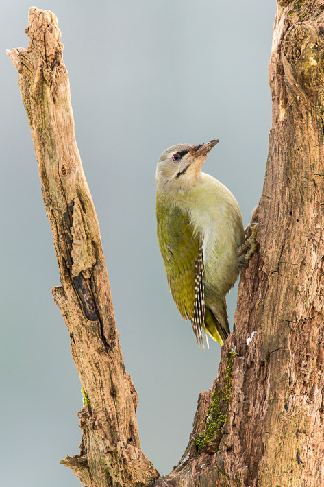 Grauspecht (Picus canus) / Grey-headed Woodpecker