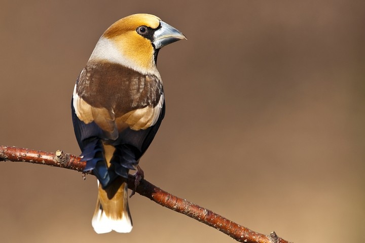 Kernbeißer (Coccothraustes coccothraustes) / Hawfinch