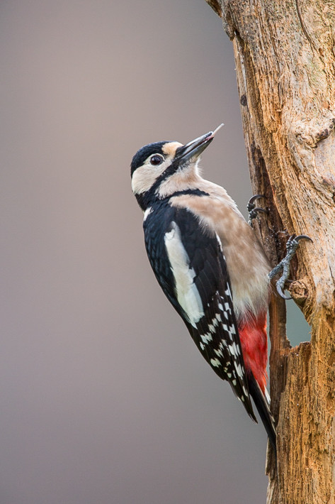 Buntspecht (Dendrocopos major) / Great Spotted Woodpecker