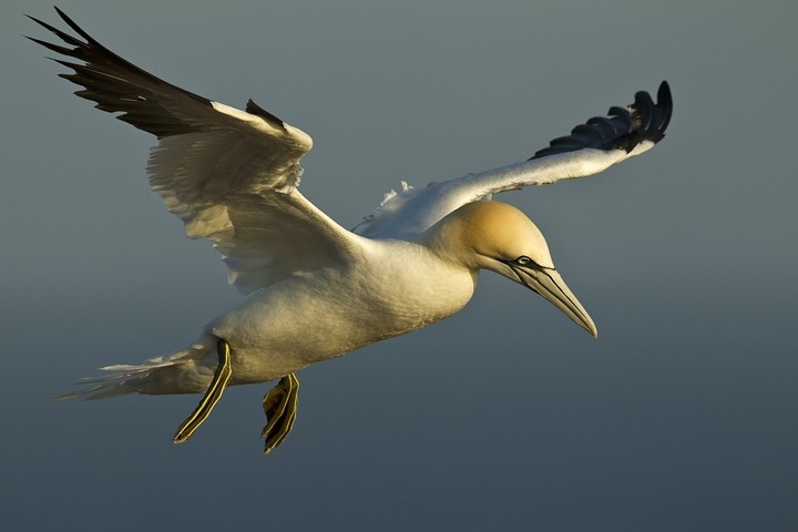 Basstölpel (Morus bassanus) / Northern Gannet