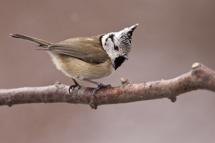 Haubenmeise (Lophophanes cristatus) / Crested Tit