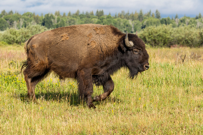 Amerikanischer Bison (Bison bison) / American bison