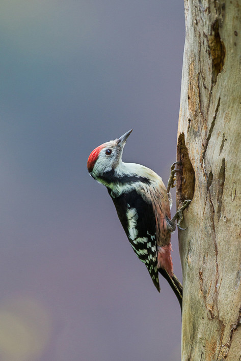 Mittelspecht (Dendrocopos medius) / Middle Spotted Woodpecker