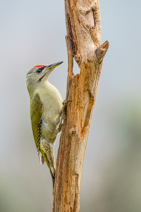 Grauspecht (Picus canus) / Grey-headed Woodpecker