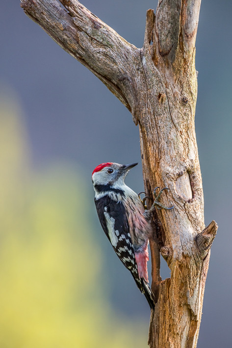 Mittelspecht (Dendrocopos medius) / Middle Spotted Woodpecker