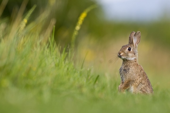 Wildkaninchen (Oryctolagus cuniculus) / European Rabbit