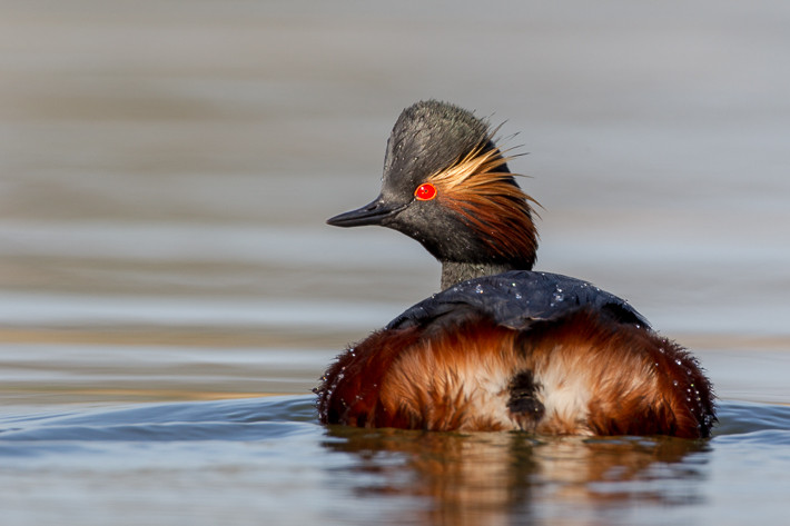 Schwarzhalstaucher (Podiceps nigricollis) / Black-necked Grebe